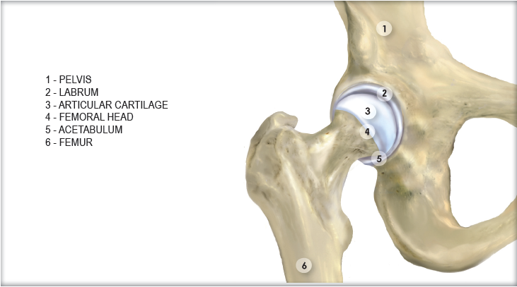 Anatomy of the Hip - Sporting Life Arkansas